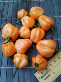 fruit of chilli pepper Bahamian Goat: 17-CC3-9#11