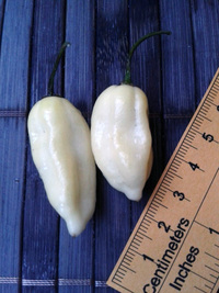 fruit of chilli pepper Fatalii White: 17-CC4-11#1