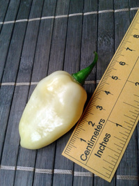 fruit of chilli pepper Fatalii White: 17-CC4-12#1