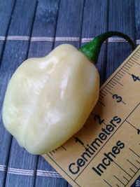 fruit of chilli pepper Fatalii White: 17-CC4-12#2