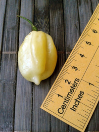 fruit of chilli pepper Fatalii White: 17-CC4-12#5