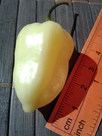 fruit of chilli pepper Fatalii White: 17-CC4-4#1