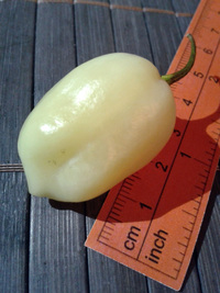fruit of chilli pepper Fatalii White: 17-CC4-13#3