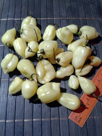 fruit of chilli pepper Fatalii White: 17-CC4-13#4