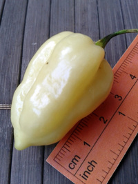 fruit of chilli pepper Fatalii White: 17-CC4-4#10