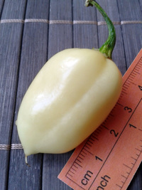 fruit of chilli pepper Fatalii White: 17-CC4-4#11
