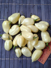 fruit of chilli pepper Fatalii White: 17-CC4-4#12