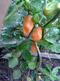 plant of chilli pepper: Habanero Peach