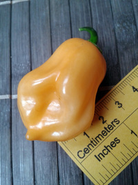 fruit of chilli pepper Habanero Peach: 17-CC5-10#1
