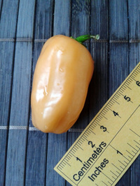 fruit of chilli pepper Habanero Peach: 17-CC5-10#3