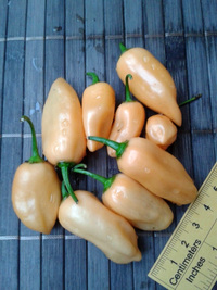 fruit of chilli pepper Habanero Peach: 17-CC5-10#5