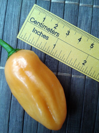 fruit of chilli pepper Habanero Peach: 17-CC5-1#4