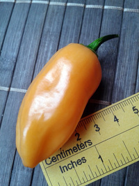 fruit of chilli pepper Habanero Peach: 17-CC5-1#5