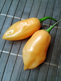 fruit of chilli pepper: Habanero Peach