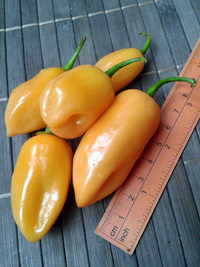 fruit of chilli pepper Habanero Peach: 17-CC5-1#7