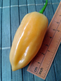plod chilli papriky Habanero Peach: 17-CC5-1#8