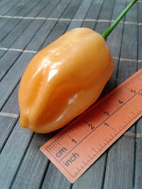 plod chilli papriky Habanero Peach: 17-CC5-1#9