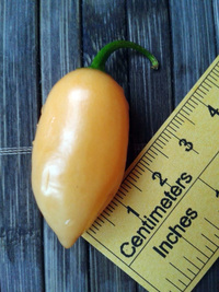 fruit of chilli pepper Habanero Peach: 17-CC5-2#1
