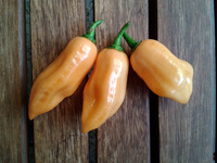 fruit of chilli pepper Habanero Peach: 17-CC5-6#7