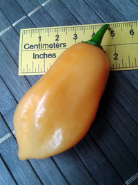 fruit of chilli pepper Habanero Peach: 17-CC5-6#8