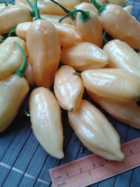fruit of chilli pepper Habanero Peach: 17-CC5-9#1