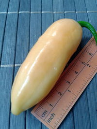 plod chilli papriky Habanero Peach: 17-CC5-9#2