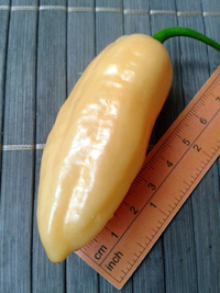 fruit of chilli pepper Habanero Peach: 17-CC5-9#3
