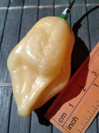 fruit of chilli pepper Habanero Peach: 17-CC5-9#4