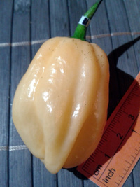 fruit of chilli pepper Habanero Peach: 17-CC5-9#5