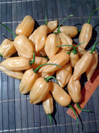 fruit of chilli pepper Habanero Peach: 17-CC5-9#7