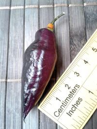 fruit of chilli pepper Pimenta de Neyde: 17-CC6-10#10