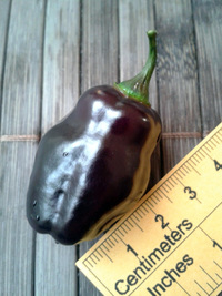 fruit of chilli pepper Pimenta de Neyde: 17-CC6-10#11