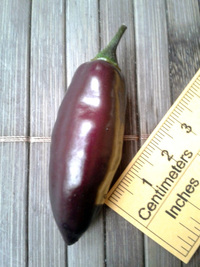 fruit of chilli pepper Pimenta de Neyde: 17-CC6-10#14