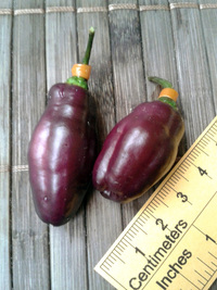 fruit of chilli pepper Pimenta de Neyde: 17-CC6-1#10