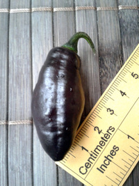 fruit of chilli pepper Pimenta de Neyde: 17-CC6-1#11