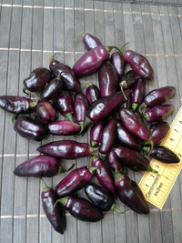 plod chilli papriky Pimenta de Neyde: 17-CC6-1#14
