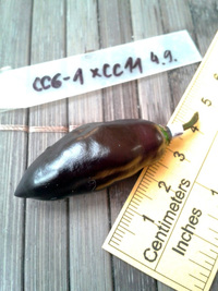 fruit of chilli pepper Pimenta de Neyde: 17-CC6-1#15