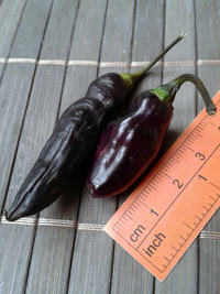 plod chilli papriky Pimenta de Neyde: 17-CC6-8#2