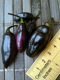 plod chilli papriky Pimenta de Neyde: 17-CC6-9#20
