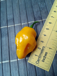 fruit of chilli pepper Trinidad Perfume: 17-CC7-1#27