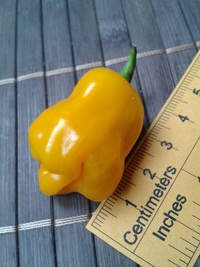fruit of chilli pepper Trinidad Perfume: 17-CC7-1#28