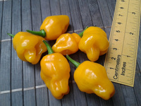 fruit of chilli pepper Trinidad Perfume: 17-CC7-1#29