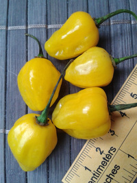 fruit of chilli pepper Trinidad Perfume: 17-CC7-2#1