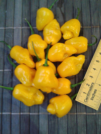fruit of chilli pepper Trinidad Perfume: 17-CC7-2#2