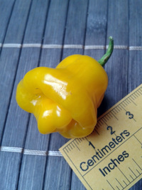 fruit of chilli pepper Trinidad Perfume: 17-CC7-6#17