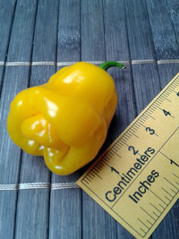 fruit of chilli pepper Trinidad Perfume: 17-CC7-6#18