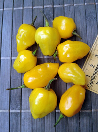 fruit of chilli pepper Trinidad Perfume: 17-CC7-6#20