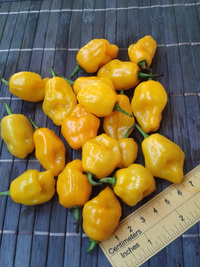 fruit of chilli pepper Trinidad Perfume: 17-CC7-6#21