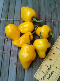 fruit of chilli pepper Trinidad Perfume: 17-CC7-7#2