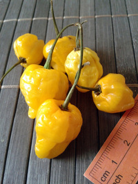 fruit of chilli pepper Trinidad Perfume: 17-CC7-8#1